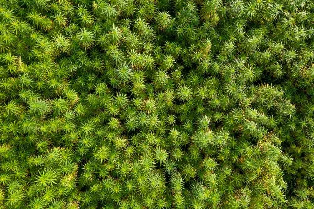 An aerial top view of a beautiful CBD hemp field, where medicinal and recreational marijuana plants are grown before being trimmed, processed, and stored to keep marijuana fresh.